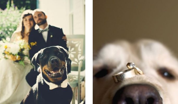 wedding-pets-post-image-dogs